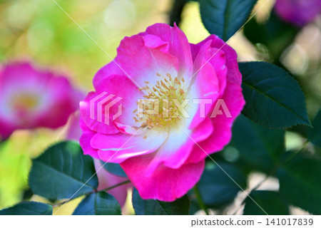 Kanto Region, Shonan, Hanana Garden, Elegant pink and white roses, Mozart, Hiratsuka City, Kanagawa Prefecture (1) 141017839