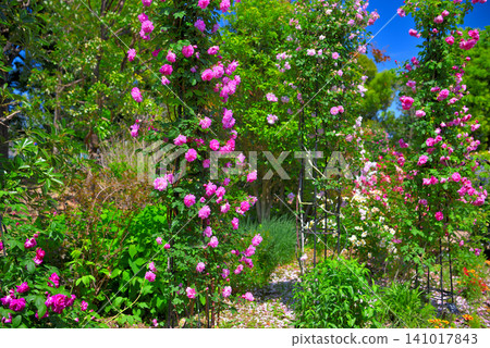 Kanto Region, Shonan, Hanana Garden, Rose de Mai trained in a grove, Hiratsuka City, Kanagawa Prefecture (1) Kanto Region, Shonan, Hanana Garden, Rose de Mai trained in a grove, Hiratsuka City, Kanagawa Prefecture (1) 141017843