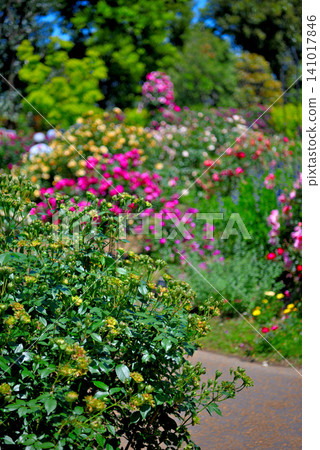 Kanto Region, Shonan, Hanana Garden, Rose Garden, Image of Rose Trail, Hiratsuka City, Kanagawa Prefecture (1) Kanto Region, Shonan, Hanana Garden, Rose Garden, Image of Rose Trail, Hiratsuka City, Kanagawa Prefecture (1) 141017846