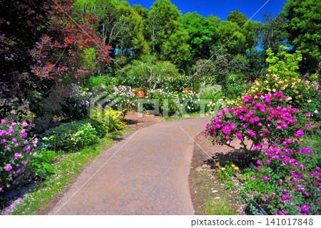Kanto region, Shonan, Hanana Garden, rose garden, image of a rose-lined path, Hiratsuka City, Kanagawa Prefecture (3) Kanto region, Shonan, Hanana Garden, rose garden, image of a rose-lined path, Hiratsuka City, Kanagawa Prefecture (3) 141017848