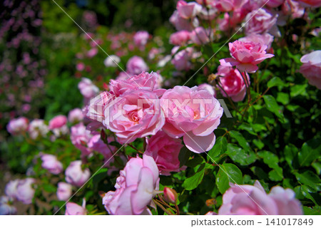 Kanto Region, Shonan, Hanana Garden, Mary Rose, a leading English rose variety, Hiratsuka City, Kanagawa Prefecture (1) Kanto Region, Shonan, Hanana Garden, Mary Rose, a leading English rose variety, Hiratsuka City, Kanagawa Prefecture (1) 141017849