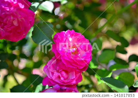Kanto Region, Shonan, Hanana Garden, Rose Garden, Image of roses blooming along a path of roses, Hiratsuka City, Kanagawa Prefecture (1) 141017853