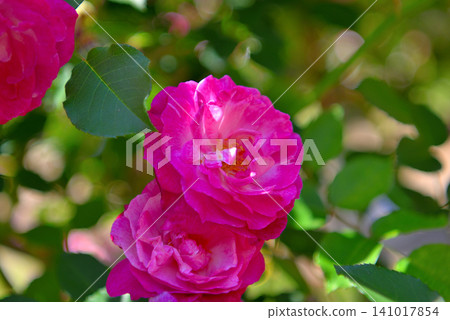 Kanto Region, Shonan, Hanana Garden, Rose Garden, Image of roses blooming along a path of roses, Hiratsuka City, Kanagawa Prefecture (2) Kanto Region, Shonan, Hanana Garden, Rose Garden, Image of roses blooming along a path of roses, Hiratsuka City, Kanagawa Prefecture (2) 141017854