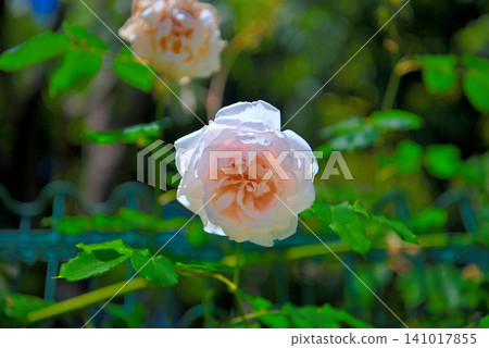 關東地區湘南花奈園玫瑰園,玫瑰園,玫瑰花沿著玫瑰小徑盛開的景象,神奈川縣平塚市(3) 關東地區湘南花奈園玫瑰園,玫瑰園,玫瑰花沿著玫瑰小徑盛開的景象,神奈川縣平塚市(3) 141017855
