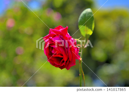 關東地區湘南花奈園玫瑰園,玫瑰園,玫瑰花沿著玫瑰小徑盛開的景象,神奈川縣平塚市(8) 關東地區湘南花奈園玫瑰園,玫瑰園,玫瑰花沿著玫瑰小徑盛開的景象,神奈川縣平塚市(8) 141017865