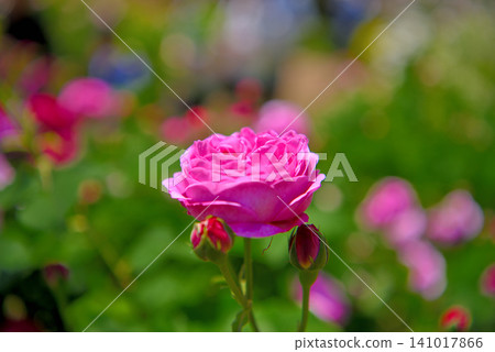 Kanto Region, Shonan, Hanana Garden, Old Roses blooming along the rose tracks, Coupe de Pe, Hiratsuka City, Kanagawa Prefecture (1) 141017866