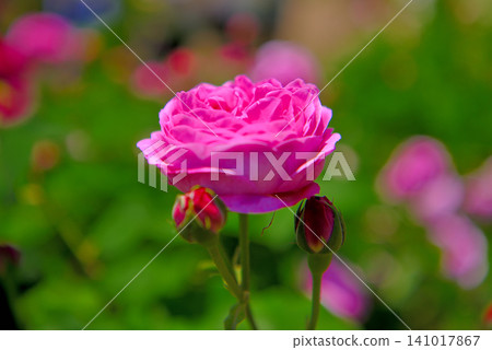 Kanto Region, Shonan, Hanana Garden, Old Roses blooming along the rose tracks, Coupe de Pe, Hiratsuka City, Kanagawa Prefecture (2) 141017867