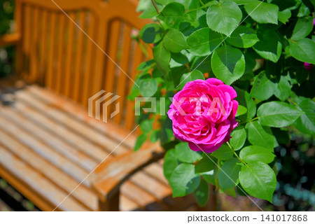 Image of the rose-lined path in Hanana Garden, Shonan, Kanto region; Coupe de Pe and bench; Hiratsuka City, Kanagawa Prefecture (1) Image of the rose-lined path in Hanana Garden, Shonan, Kanto region; Coupe de Pe and bench; Hiratsuka City, Kanagawa Prefecture (1) 141017868