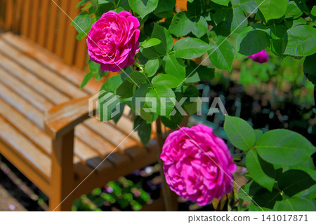 Kanto region, Shonan, Hanana Garden, Rose Trail image, Coupe de Pe and bench, Hiratsuka City, Kanagawa Prefecture (4) Kanto region, Shonan, Hanana Garden, Rose Trail image, Coupe de Pe and bench, Hiratsuka City, Kanagawa Prefecture (4) 141017871