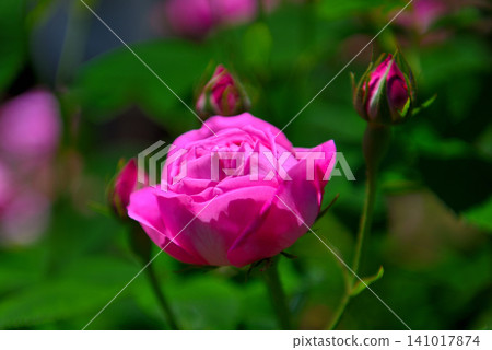 Kanto region, Shonan, Hanana Garden, Rose Trail image, Coupe de Pe, Hiratsuka City, Kanagawa Prefecture (1) Kanto region, Shonan, Hanana Garden, Rose Trail image, Coupe de Pe, Hiratsuka City, Kanagawa Prefecture (1) 141017874