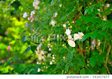 Kanto region, Shonan, Hanana Garden, rose garden, image of rose tracks, Gunsei, Hiratsuka City, Kanagawa Prefecture (1) Kanto region, Shonan, Hanana Garden, rose garden, image of rose tracks, Gunsei, Hiratsuka City, Kanagawa Prefecture (1) 141017877