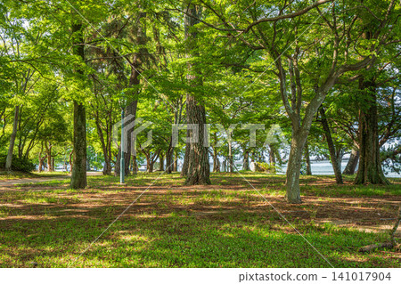 Zeze Castle Ruins Park, Otsu City, Shiga Prefecture Zeze Castle Ruins Park, Otsu City, Shiga Prefecture 141017904