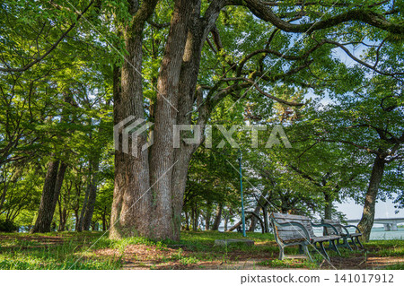 滋賀縣大津市瀨澤城跡公園 滋賀縣大津市瀨澤城跡公園 141017912