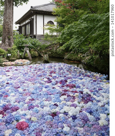 A beautiful landscape of colorful hydrangeas A beautiful landscape of colorful hydrangeas 141017960