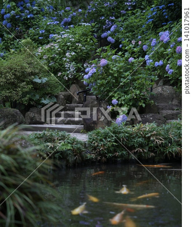 Hydrangeas and carp in the landscape 141017961