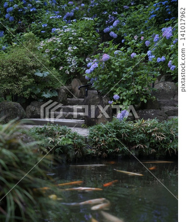 景觀中的繡球花和鯉魚 景觀中的繡球花和鯉魚 141017962