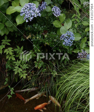 A beautiful scene of hydrangeas and carp. A beautiful scene of hydrangeas and carp. 141017964