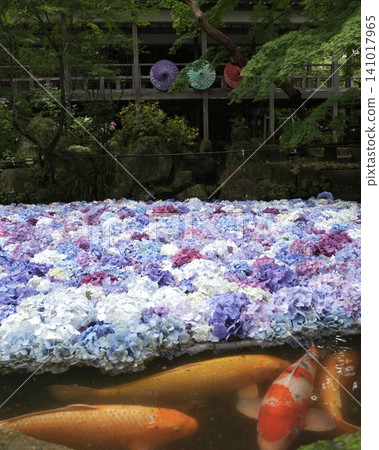 A beautiful scene of colorful hydrangeas and carp. A beautiful scene of colorful hydrangeas and carp. 141017965