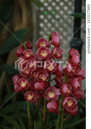 Cymbidium Cymbidium 141017966