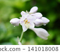 Hosta flowers wet with rain 141018008