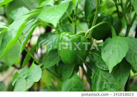 Home garden: bell peppers Home garden: bell peppers 141018023