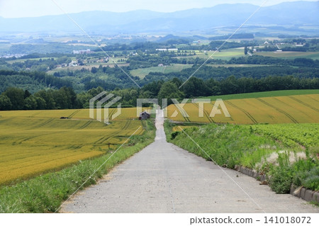 A farm road flanked by wheat fields A farm road flanked by wheat fields 141018072