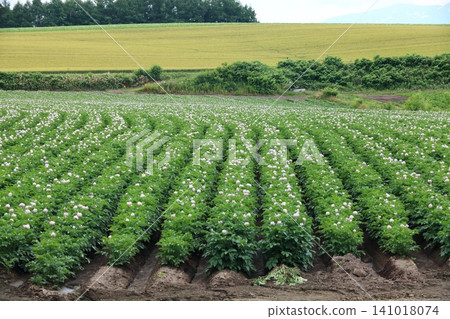 Potato field in full bloom Potato field in full bloom 141018074