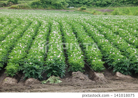 Potato field in full bloom Potato field in full bloom 141018075