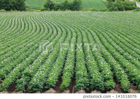 The undulations of the potato field The undulations of the potato field 141018076
