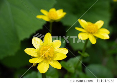 Close-up of Hypericum patulum 141018078