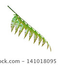Branch of green leafs isolated on white background 141018095