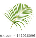 Tropical palm leaf isolated on white background 141018096