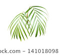 Fresh tropical palm frond isolated on white background 141018098