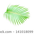 Natural palm leaf botanical element isolated on white background 141018099