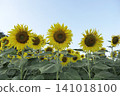 The sunflower garden has the sky as a backdrop 141018100