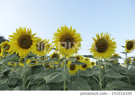 The sunflower garden has the sky as a backdrop The sunflower garden has the sky as a backdrop 141018100