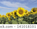 The sunflower garden has the sky as a backdrop 141018101