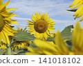 The sunflower garden has the sky as a backdrop 141018102
