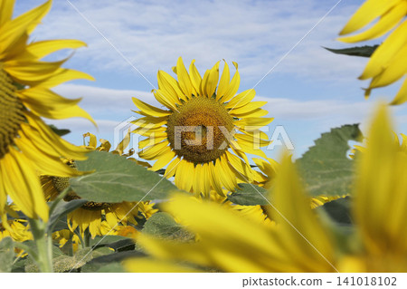 The sunflower garden has the sky as a backdrop The sunflower garden has the sky as a backdrop 141018102