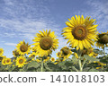 The sunflower garden has the sky as a backdrop 141018103