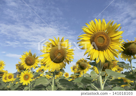 The sunflower garden has the sky as a backdrop 141018103