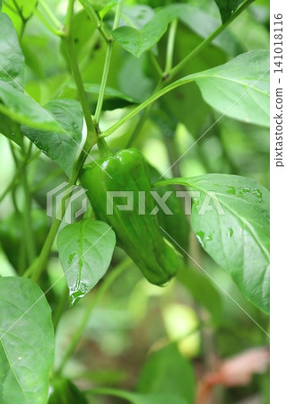 Home garden peppers Home garden peppers 141018116