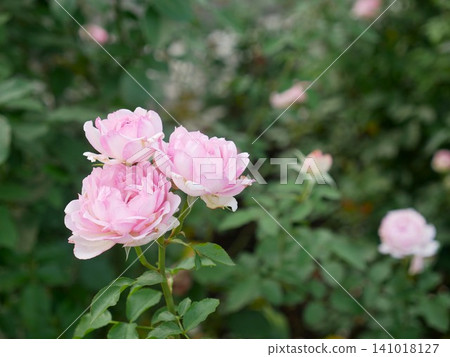 Three pink roses Three pink roses 141018127