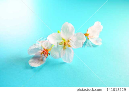 櫻花，櫻花，櫻花，櫻花花瓣，染井吉野櫻花 141018229