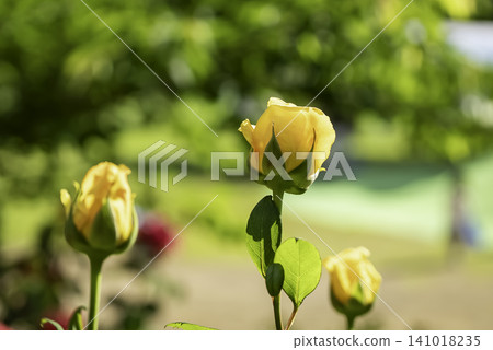 Yellow rose 141018235