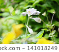 Hosta flowers in the rainy season 141018249