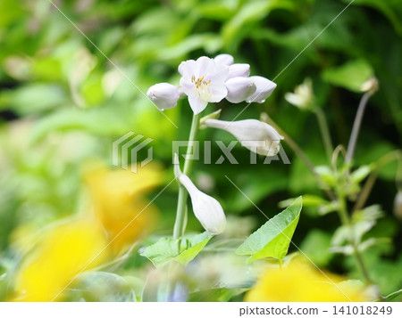 Hosta flowers in the rainy season Hosta flowers in the rainy season 141018249