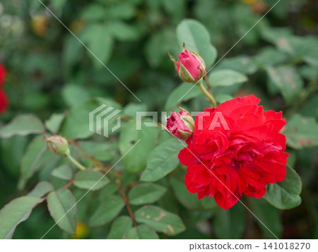 紅色玫瑰 紅色玫瑰 141018270