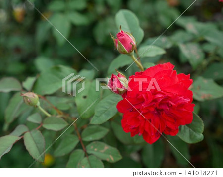 紅色玫瑰 紅色玫瑰 141018271