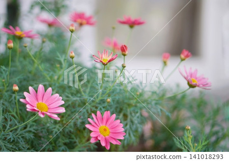Pink marguerite Pink marguerite 141018293
